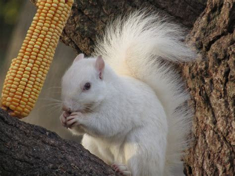 Home to the Famous White Squirrels