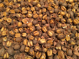Pecans: 5 lbs Fresh Cracked Northern-Kanza variety  of